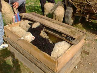Lambs in a crate