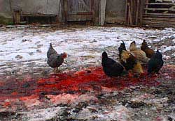 Chickens in the blood