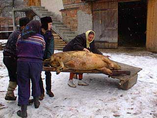 Moving the pig