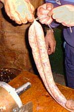 Tying up the sausages