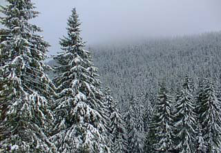 Snow on the Carpathians