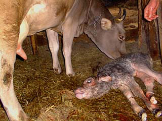 Newborn Calf 