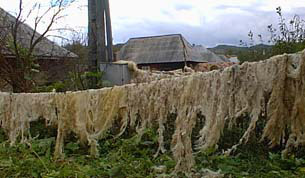 Drying wool